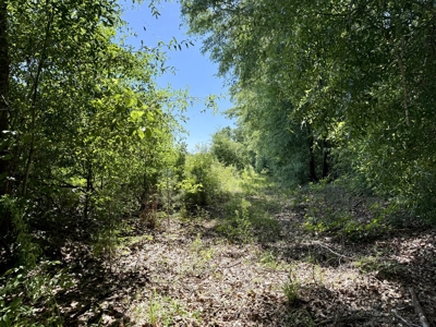 60 Acres for sale Geneva County, Hartford, Alabama Near Florida - image 4