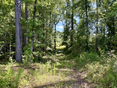 60 Acres for sale Geneva County, Hartford, Alabama Near Florida - image 11
