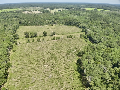 60 Acres for sale Geneva County, Hartford, Alabama Near Florida - image 22