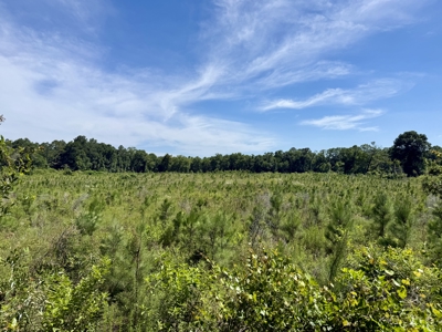 60 Acres for sale Geneva County, Hartford, Alabama Near Florida - image 5