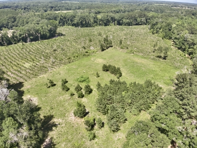 60 Acres for sale Geneva County, Hartford, Alabama Near Florida - image 19