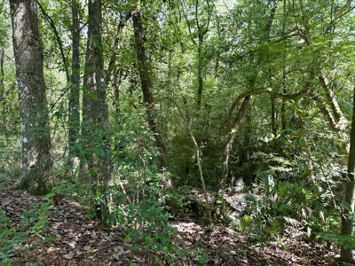 60 Acres for sale Geneva County, Hartford, Alabama Near Florida - image 27