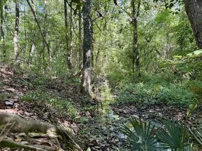 60 Acres for sale Geneva County, Hartford, Alabama Near Florida - image 26