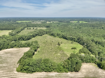 60 Acres for sale Geneva County, Hartford, Alabama Near Florida - image 15