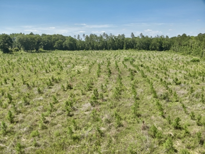 60 Acres for sale Geneva County, Hartford, Alabama Near Florida - image 24