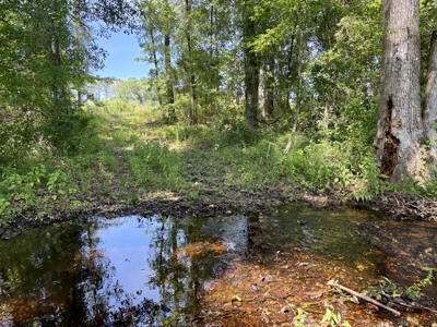 60 Acres for sale Geneva County, Hartford, Alabama Near Florida - image 16