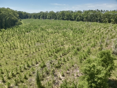 60 Acres for sale Geneva County, Hartford, Alabama Near Florida - image 23