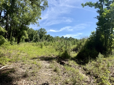 60 Acres for sale Geneva County, Hartford, Alabama Near Florida - image 18