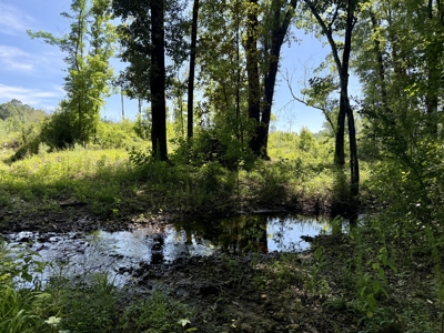 60 Acres for sale Geneva County, Hartford, Alabama Near Florida - image 13