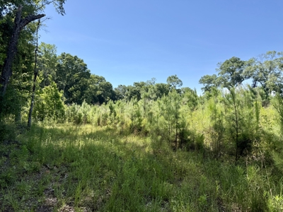 60 Acres for sale Geneva County, Hartford, Alabama Near Florida - image 12