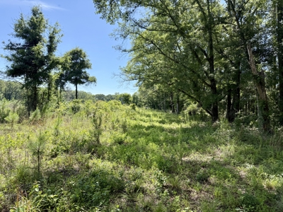 60 Acres for sale Geneva County, Hartford, Alabama Near Florida - image 6