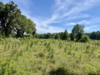 60 Acres for sale Geneva County, Hartford, Alabama Near Florida - image 7