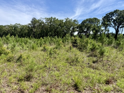 60 Acres for sale Geneva County, Hartford, Alabama Near Florida - image 8