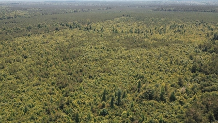 Weston 112 – Timber & Hunting Land in Jackson Parish, LA - image 10