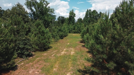 Weston 112 – Timber & Hunting Land in Jackson Parish, LA - image 4