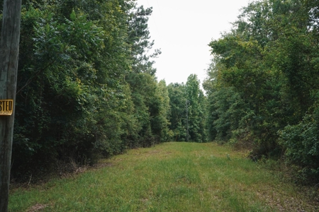 Weston 112 – Timber & Hunting Land in Jackson Parish, LA - image 2