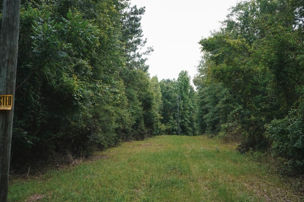Weston 112 – Timber & Hunting Land in Jackson Parish, LA