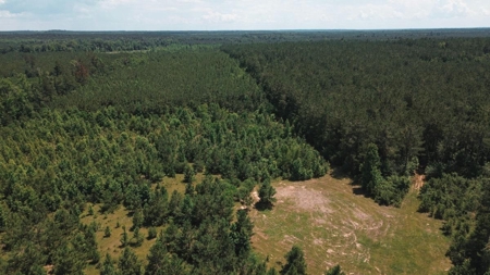 Weston 112 – Timber & Hunting Land in Jackson Parish, LA - image 6