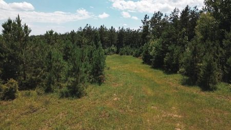 Weston 112 – Timber & Hunting Land in Jackson Parish, LA - image 5