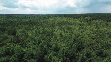 Weston 112 – Timber & Hunting Land in Jackson Parish, LA - image 11