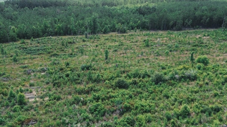 Weston 112 – Timber & Hunting Land in Jackson Parish, LA - image 14