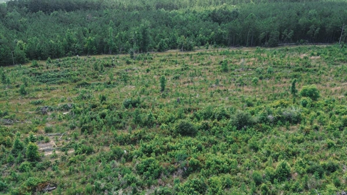 Weston 112 – Timber & Hunting Land in Jackson Parish, LA