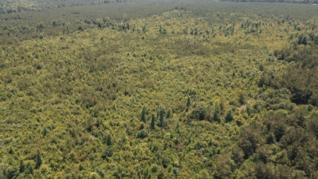 Weston 112 – Timber & Hunting Land in Jackson Parish, LA - image 9