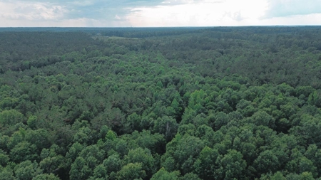 Weston 112 – Timber & Hunting Land in Jackson Parish, LA - image 21