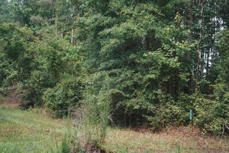 Weston 112 – Timber & Hunting Land in Jackson Parish, LA - image 16