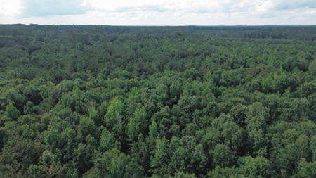 Weston 112 – Timber & Hunting Land in Jackson Parish, LA - image 22