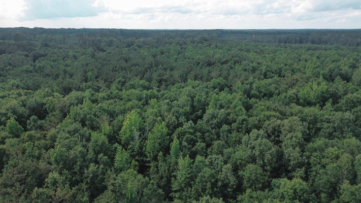 Weston 112 – Timber & Hunting Land in Jackson Parish, LA