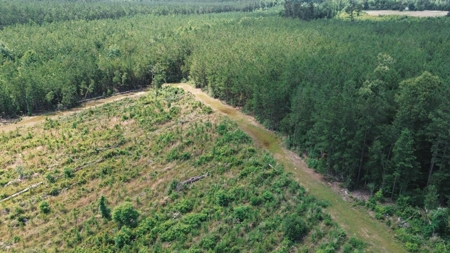 Weston 112 – Timber & Hunting Land in Jackson Parish, LA - image 15