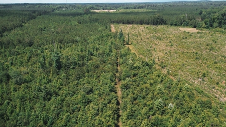Weston 112 – Timber & Hunting Land in Jackson Parish, LA - image 13