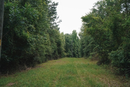Weston 112 – Timber & Hunting Land in Jackson Parish, LA - image 3