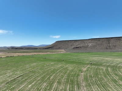 Eastern Oregon Buffalo Pivots Located in Princeton - image 5