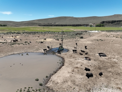 Eastern Oregon Buffalo Pivots Located in Princeton - image 13