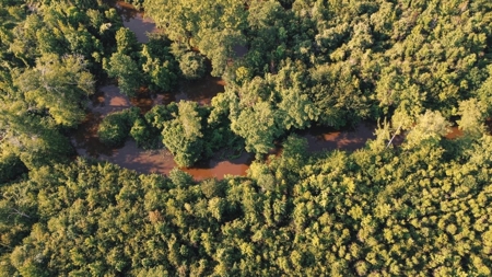 Chatham 72 – HARDWOOD TIMBER & HUNTING JACKSON PARISH LA - image 9
