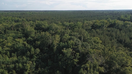 Chatham 72 – HARDWOOD TIMBER & HUNTING JACKSON PARISH LA - image 12