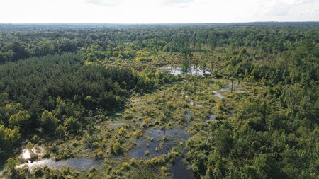 Chatham 72 – HARDWOOD TIMBER & HUNTING JACKSON PARISH LA - image 11