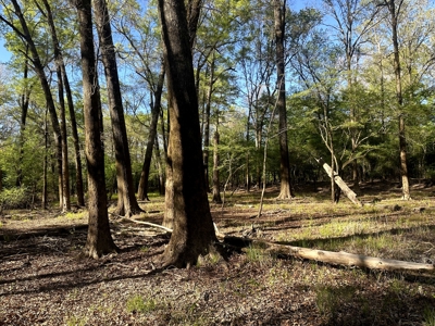 Hardwood hunting land for sale on Ouachita River near Camden, AR - image 7