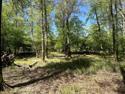 Hardwood hunting land for sale on Ouachita River near Camden, AR - image 11