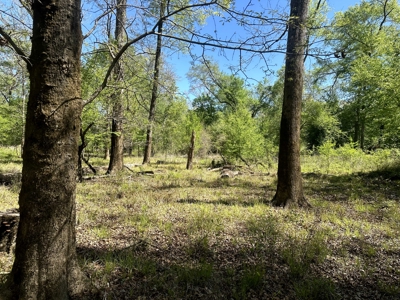 Hardwood hunting land for sale on Ouachita River near Camden, AR - image 10