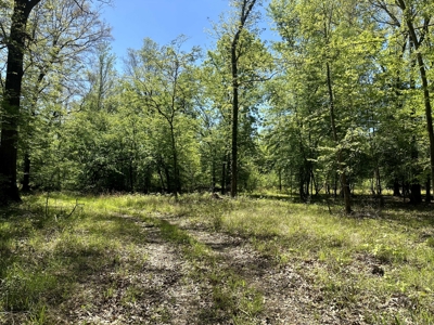 Hardwood hunting land for sale on Ouachita River near Camden, AR - image 13