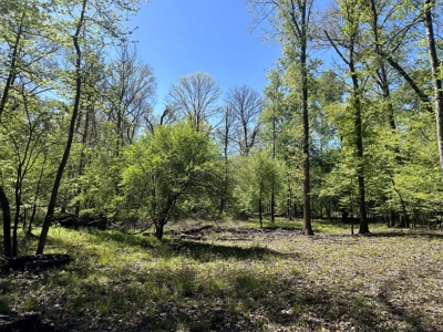 Hardwood hunting land for sale on Ouachita River near Camden, AR - image 9