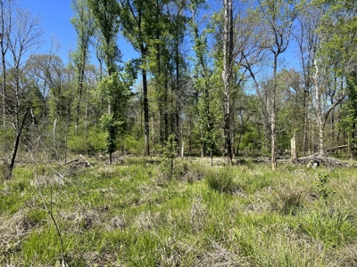 Hardwood hunting land for sale on Ouachita River near Camden, AR - image 5