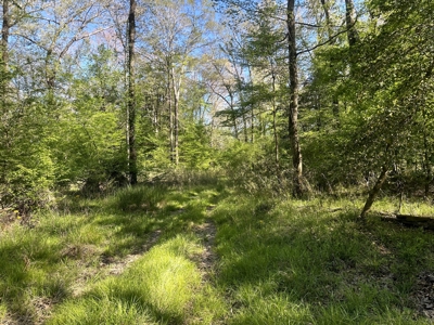 Hardwood hunting land for sale on Ouachita River near Camden, AR - image 3