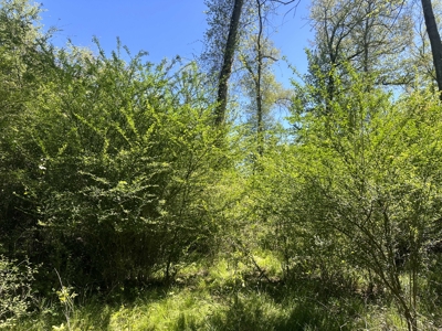 Hardwood hunting land for sale on Ouachita River near Camden, AR - image 12