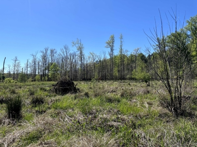 Hardwood hunting land for sale on Ouachita River near Camden, AR - image 14