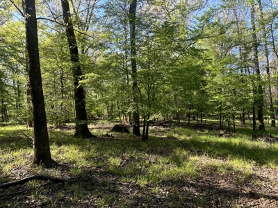 Hardwood hunting land for sale on Ouachita River near Camden, AR - image 4