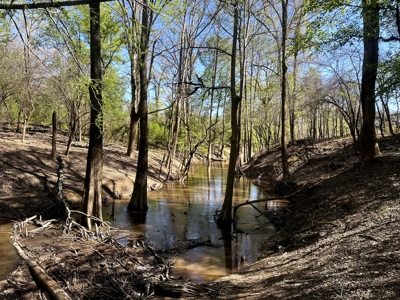 Hardwood hunting land for sale on Ouachita River near Camden, AR - image 2